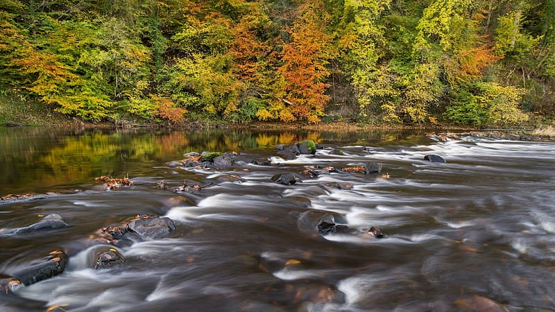 Forest Stream at Ayrshire, Scotland, water, fall, solors, landscape, trees, stones, HD wallpaper