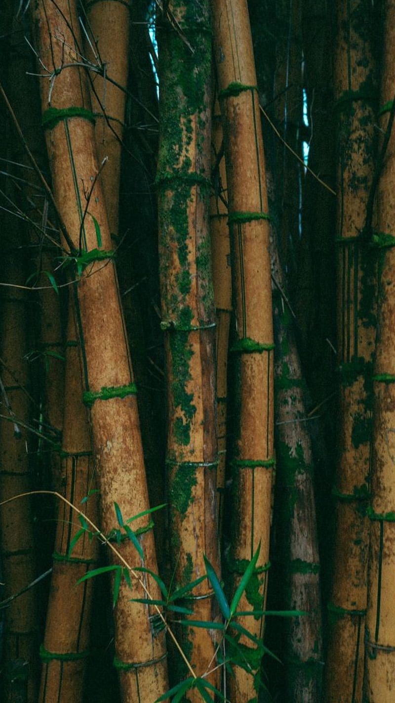 Zen To Zen, bamboo, forest, green, nature, tree, HD phone wallpaper | Peakpx