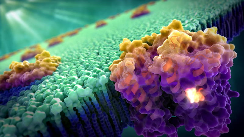 Cell Biology Cellular, HD wallpaper
