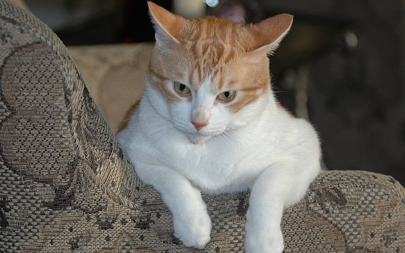 Magnificent Golden Creature, Jose Cuervo - Relaxing in favorite chair, male, orange, white, cat, american shorthair, HD wallpaper