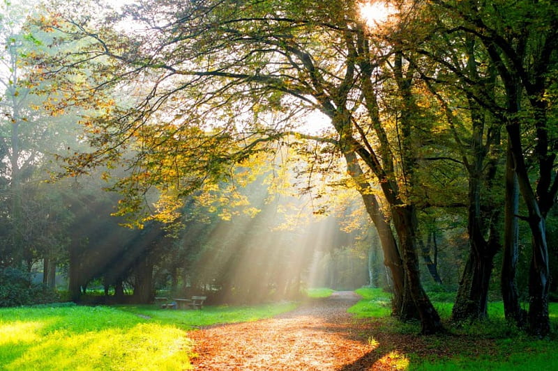 Autumn Sun, forest, autumn, grass, bench, colors, park, trees, leaves, autumn splendor, nature, walk, r, road, HD wallpaper