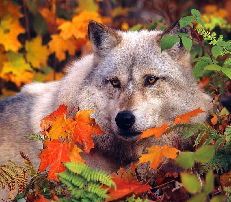 Autumn White Wolf, White, Leaves, Wolf, Autumn, HD wallpaper