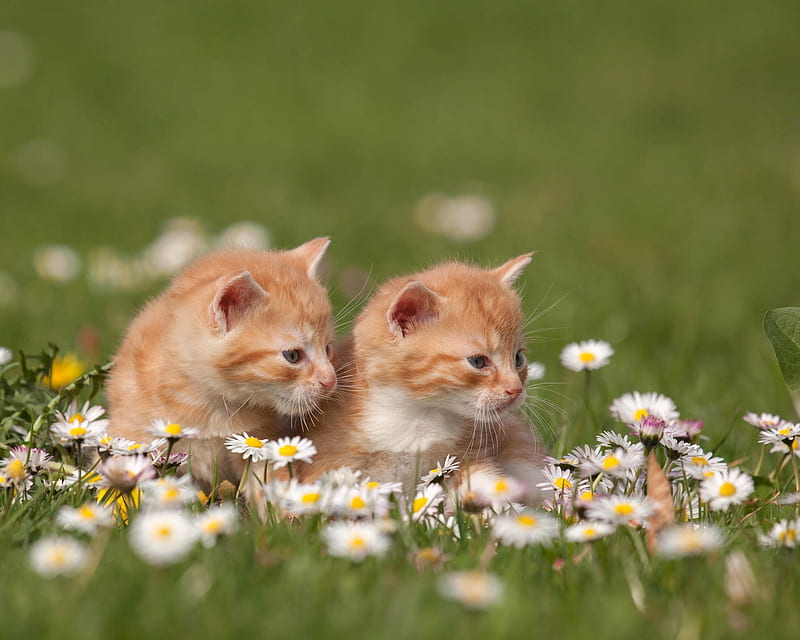 Red Kittens, red, kittens, flowers, cat, daisy, animal, HD wallpaper
