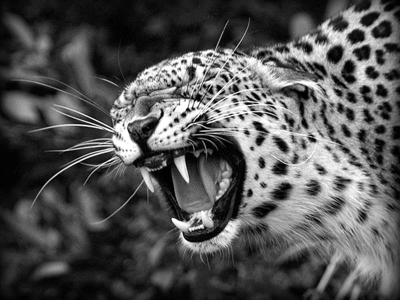 i said !!!NO!!!, leopard, wonderful, special, black and white, bonito, camouflage, eys, sweet, graphy, big, spots, jungle, beauty, face, gorgeous, fast, cunning, quiet, cat, smart, predator, stealthy, hop, portrait, camaflauge, HD wallpaper