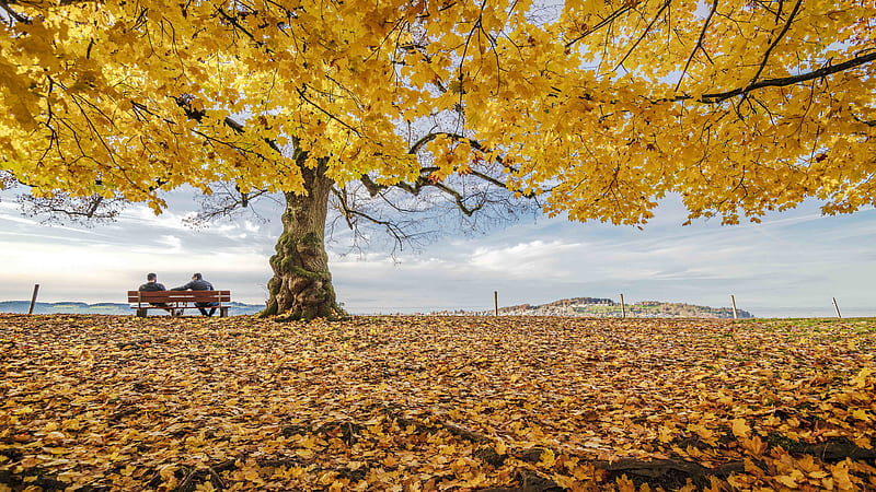 Two Men Are Sitting On Wooden Bench Under Tree With Yellow Leaves Nature, HD wallpaper