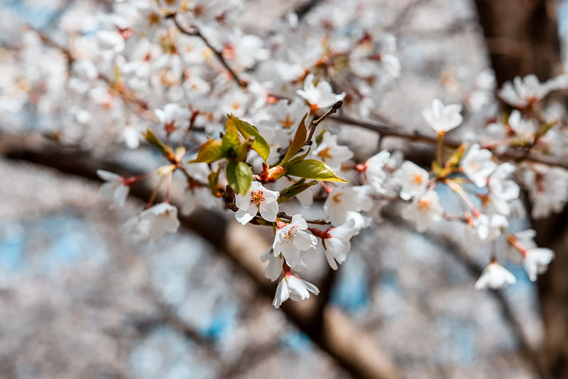 White Cherry Blossom in Close Up graphy, HD wallpaper
