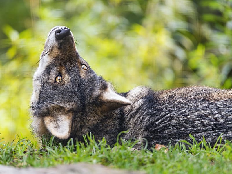 eurasian wolf, wolf, pose, predator, animal, grass, HD wallpaper