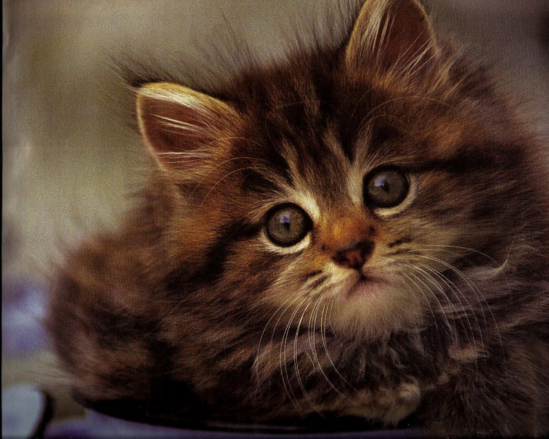 A kitten in a pot, pot, feline, kitten, lid, HD wallpaper