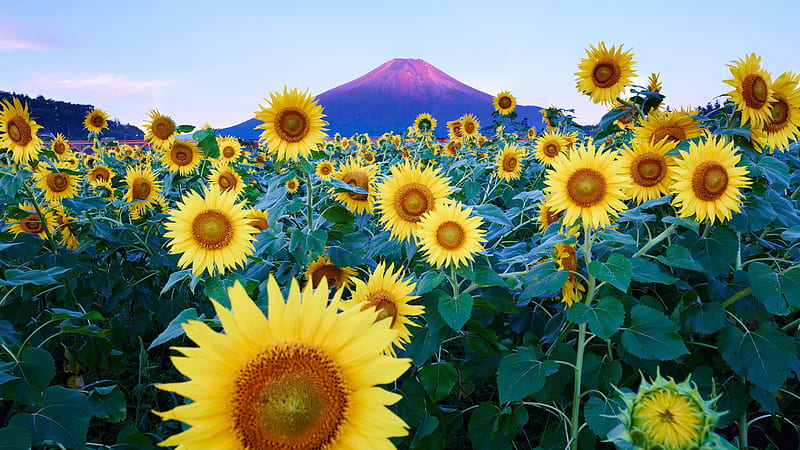 Sunflowers With Background Of Sunset Reflect At Tip Of The Mountain And Blue Sky Flowers, HD wallpaper