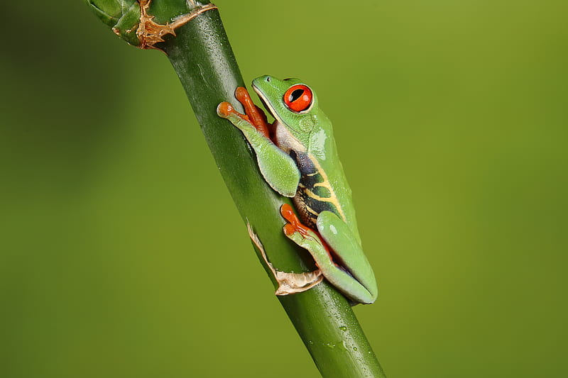 frog, macro, green, HD wallpaper