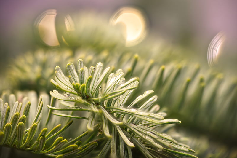 spruce, branch, needles, drops, macro, green, HD wallpaper