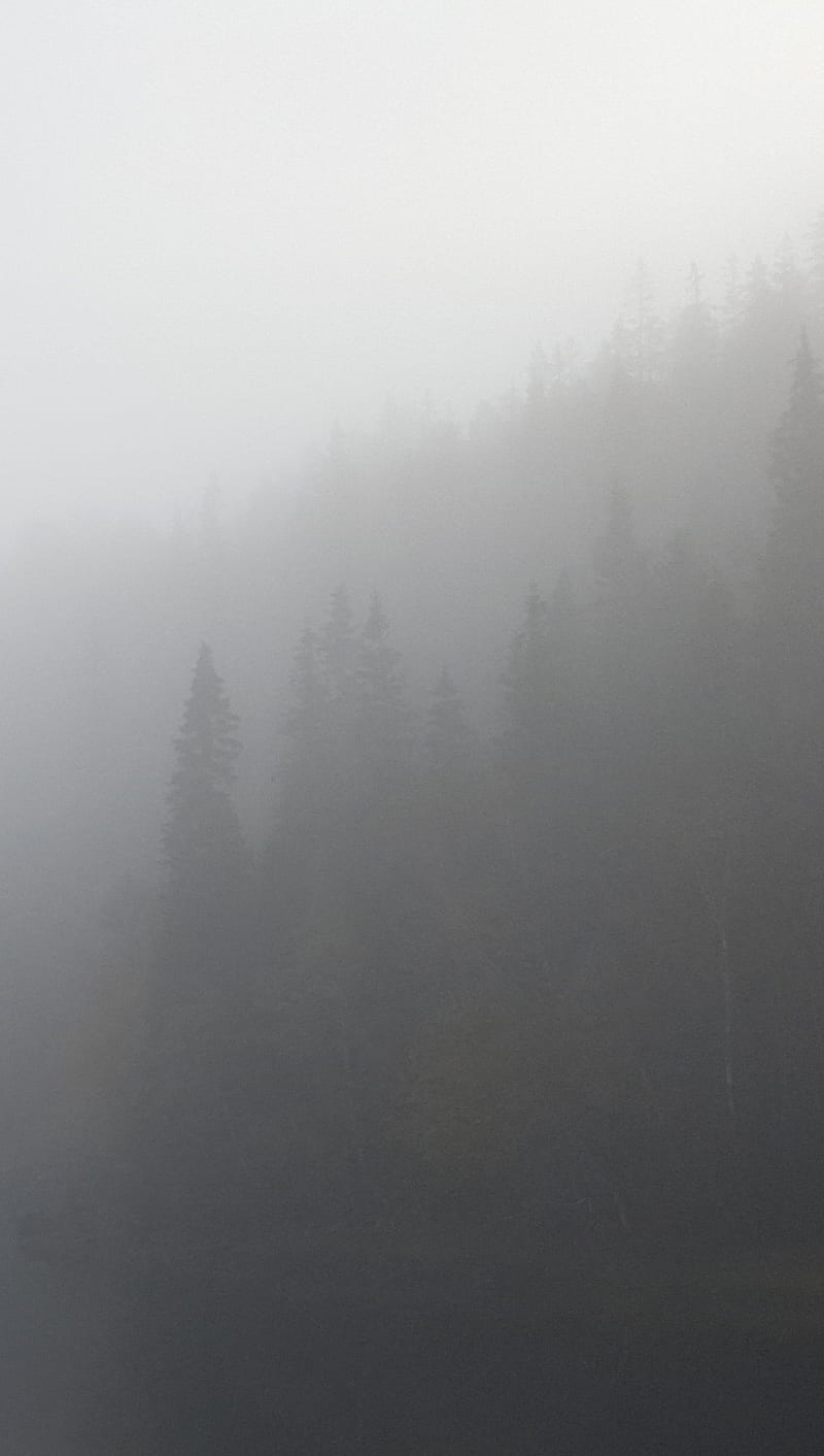 Foggy woodlands, brown, fog, forest, gris, mystic, trees, white, woods, HD phone wallpaper