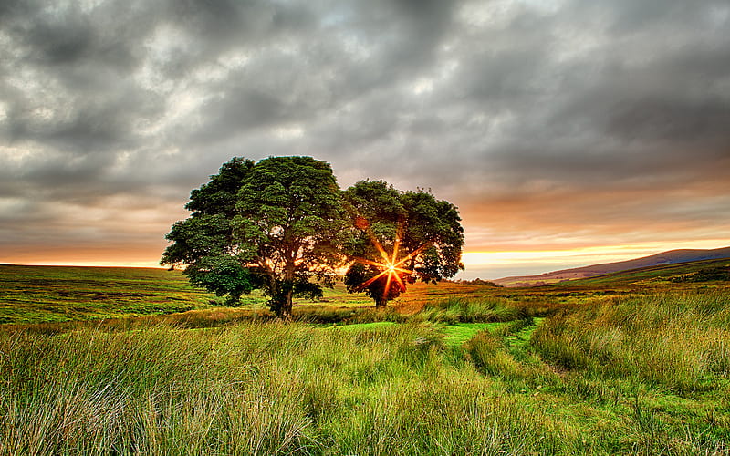 Ireland, summer, field, sunset, two trees, Europe, HD wallpaper