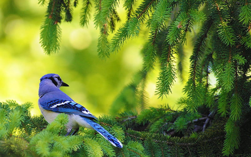 blue jay bird-Animal graphy, HD wallpaper