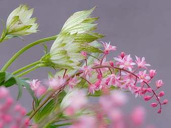 HD astrantia wallpapers | Peakpx