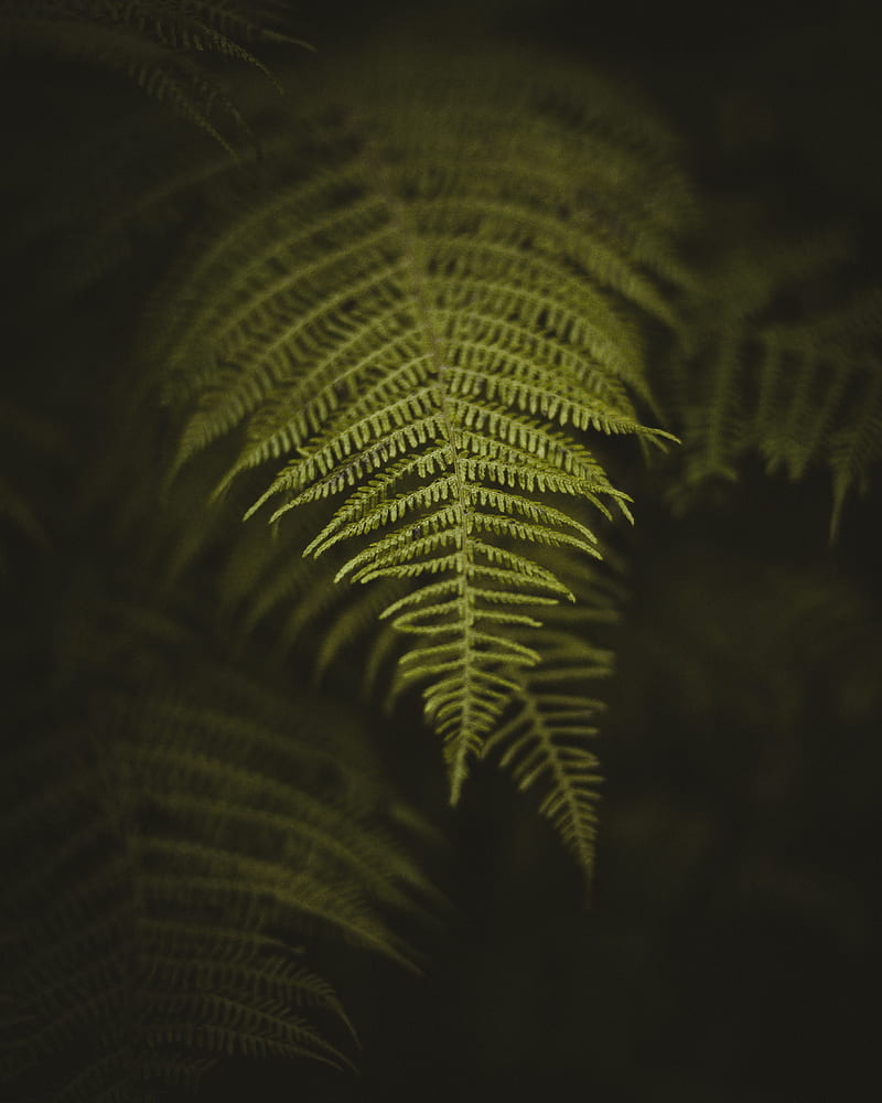 fern, leaf, macro, HD phone wallpaper