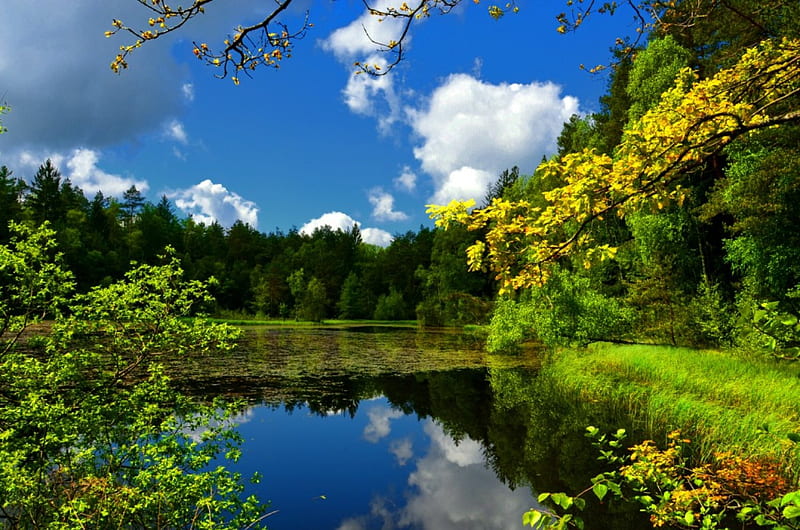 Forest lake, shore, bonito, clouds, leaves, calm, reflection, forest ...