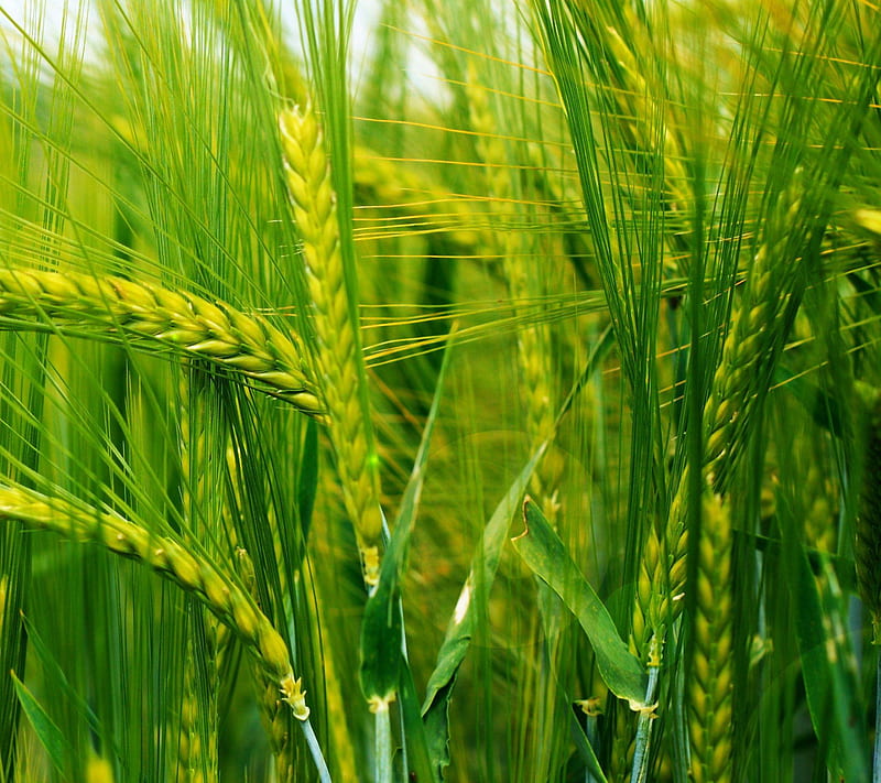 Wheat Crop, green, nature, view, HD wallpaper