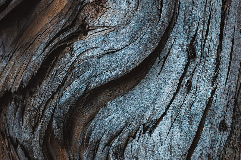 Tree trunk, HD wallpaper | Peakpx