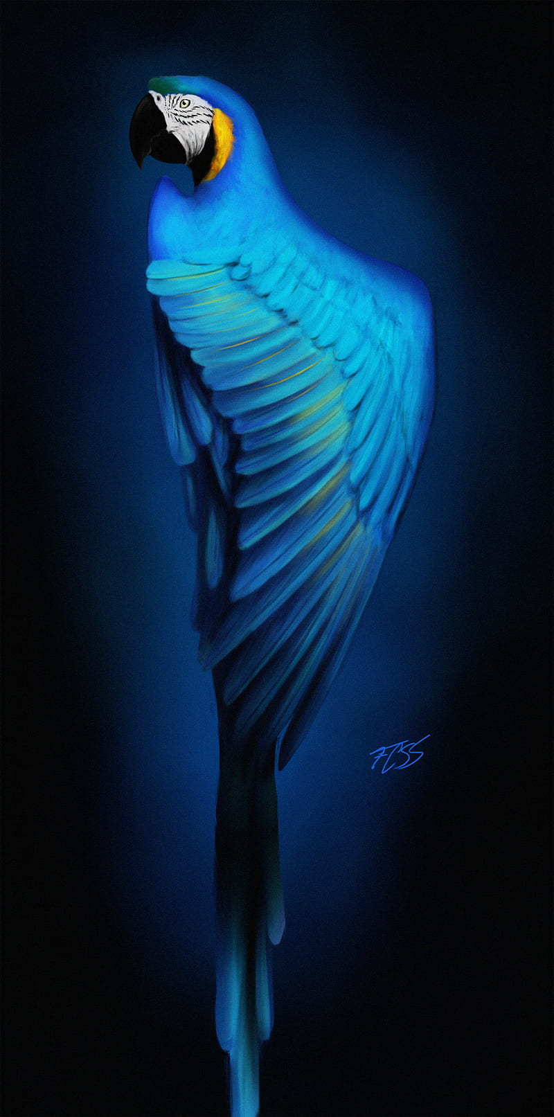 macaw, parrot, bird, blue, art, HD phone wallpaper
