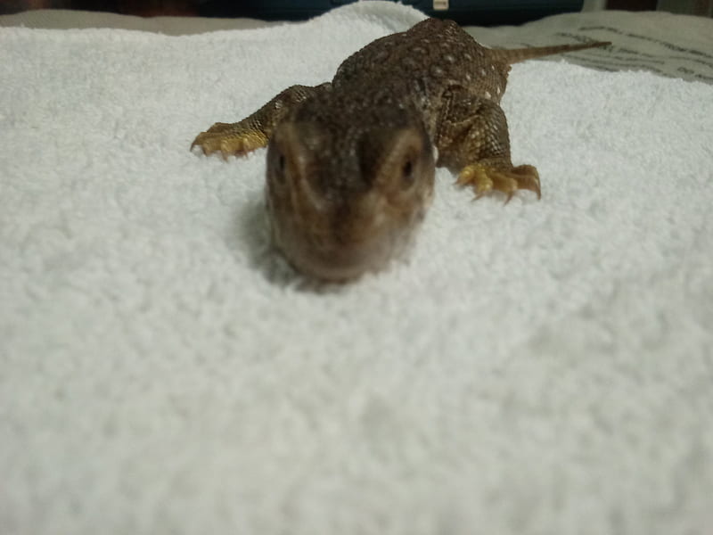 Mini Dino, cute, lizard, HD wallpaper