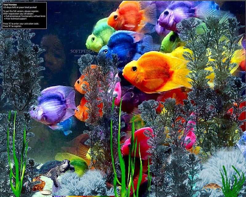 fishy screen saver, fishy, rainbow, screen, saver, HD wallpaper