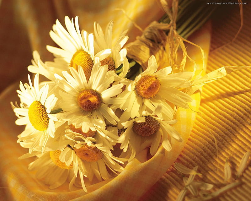 still life, daisies, bouquet, yellow, bonito, lightining, HD wallpaper