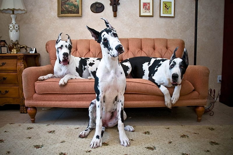 Perros gran danés, trío, caine, negras, blancas, sofá, gran danés,  animales, Fondo de pantalla HD | Peakpx
