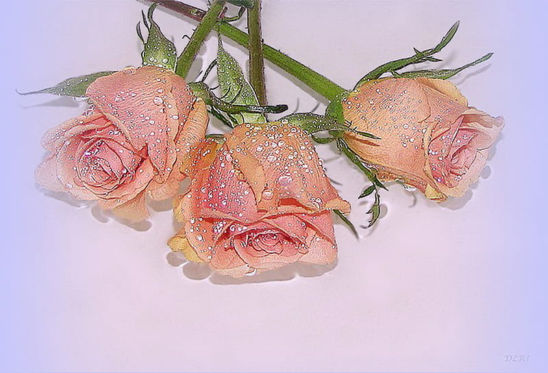 Sparkle of dew, sparkle, green, dew, three, drops, roses, pink, blue ...