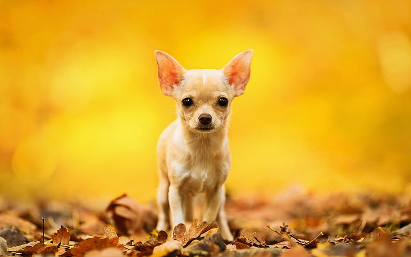 Chihuahua, autumn, dogs, puppy, bokeh, cute animals, pets, Chihuahua Dog, HD wallpaper