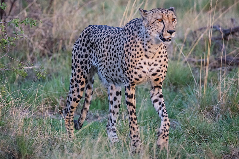 cheetah, big cat, glance predator, muzzle, grass, HD wallpaper