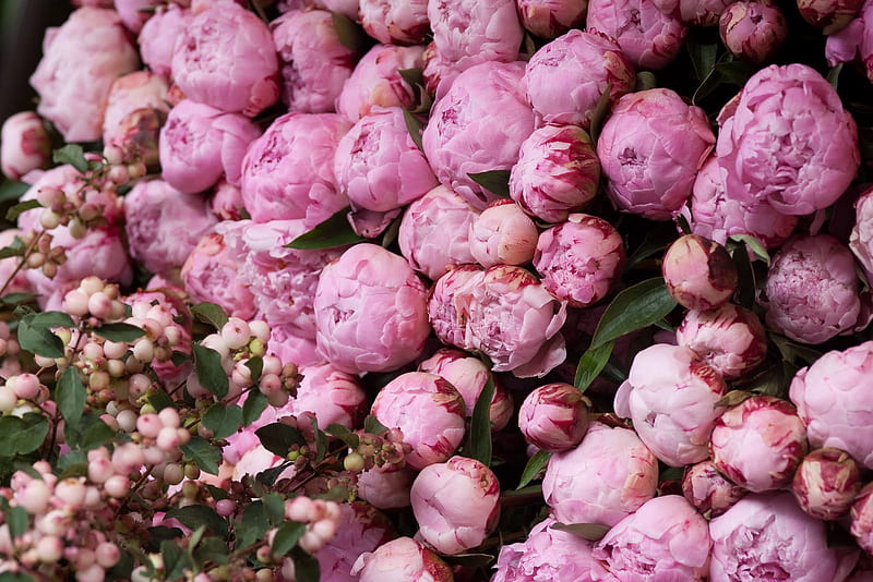 pink peony, peony, flowers, nature, bud, pink, HD wallpaper