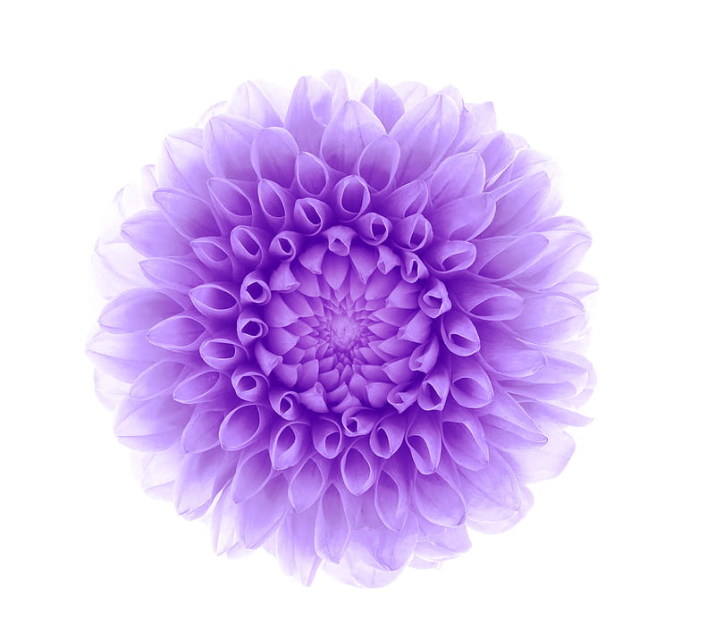 Purple flower, gsw, HD wallpaper
