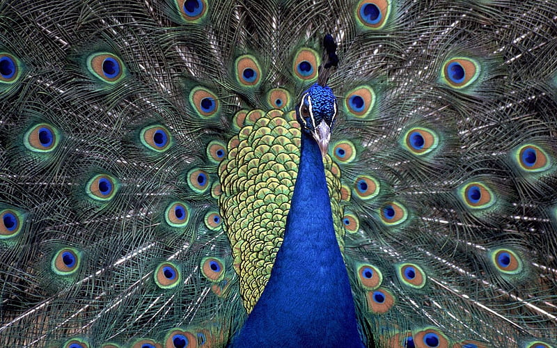 Indian Blue Peacock, HD wallpaper