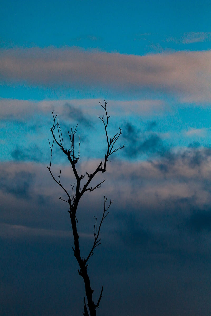Dead Love, aesthetic, blue, dawn, deadtree, dusk, nature, sky, tree, HD phone wallpaper