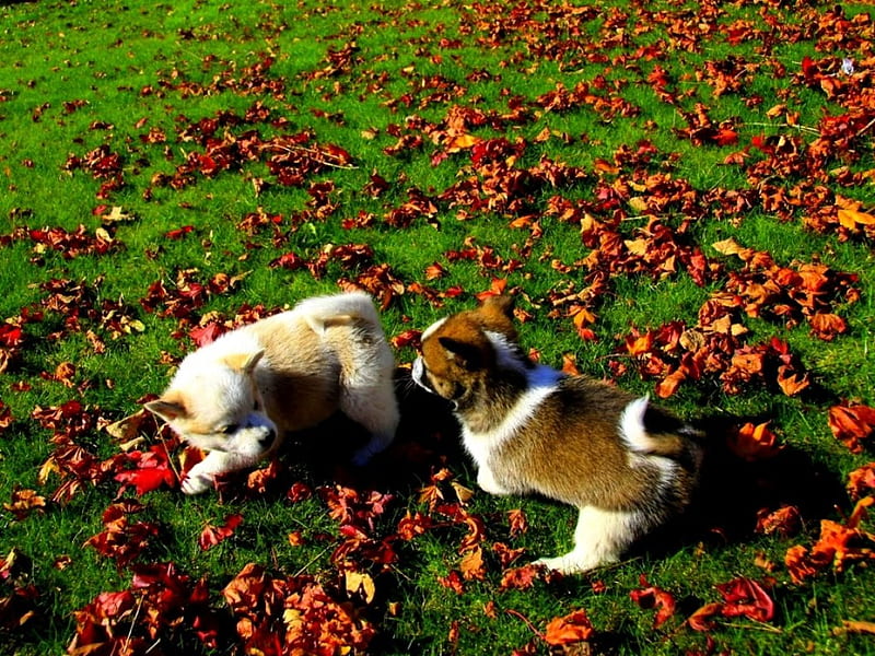 AUTUMN FUN, autumn, puppies, leaves, field, play, HD wallpaper