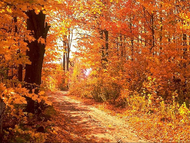 Autumn forest, forest, autumn, path, nature, trees, HD wallpaper | Peakpx