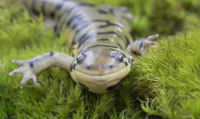 Salamander, Zoology, herpetology, freshwater animals, Animals, HD wallpaper