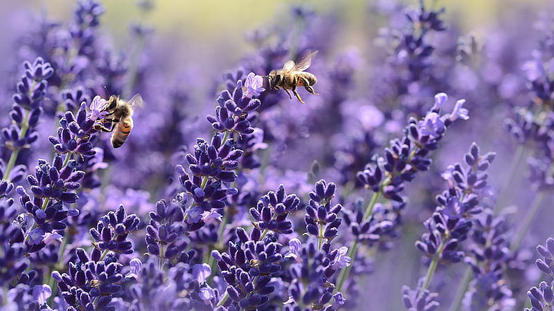 Pollination, Firefox theme, fragrant, pollinate, lavender, bumble bees, bees, floral, garden, summer, flowers, HD wallpaper