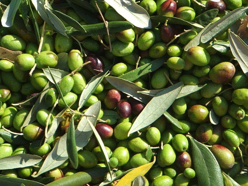 Olive, Oil, Tree, Garden, HD wallpaper