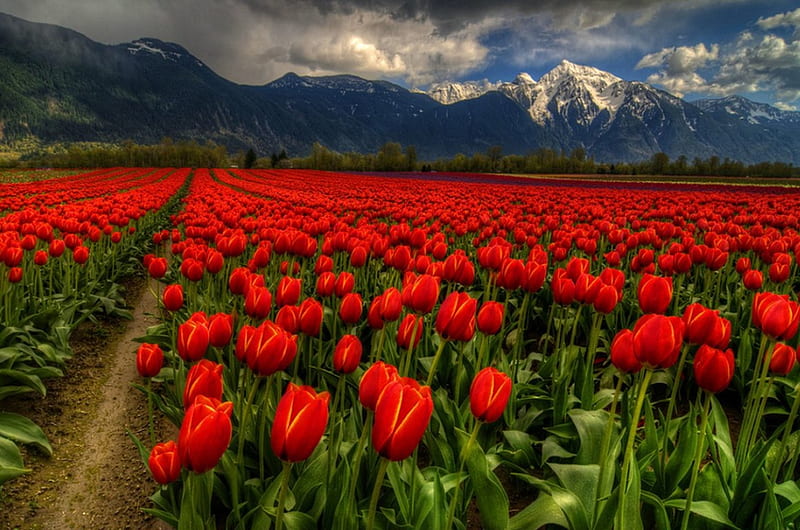 Tulips field, red, pretty, lovely, bonito, trees, sky, clouds, mountain, nice, flowers, nature, tulips, field, meadow, HD wallpaper