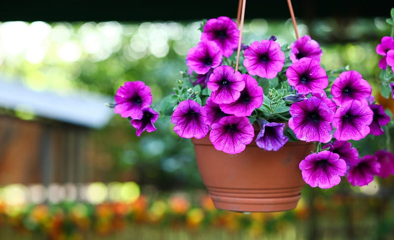 Violet Flowers, bokeh, purple, basket, flower, summer, beauty, petunias, HD wallpaper