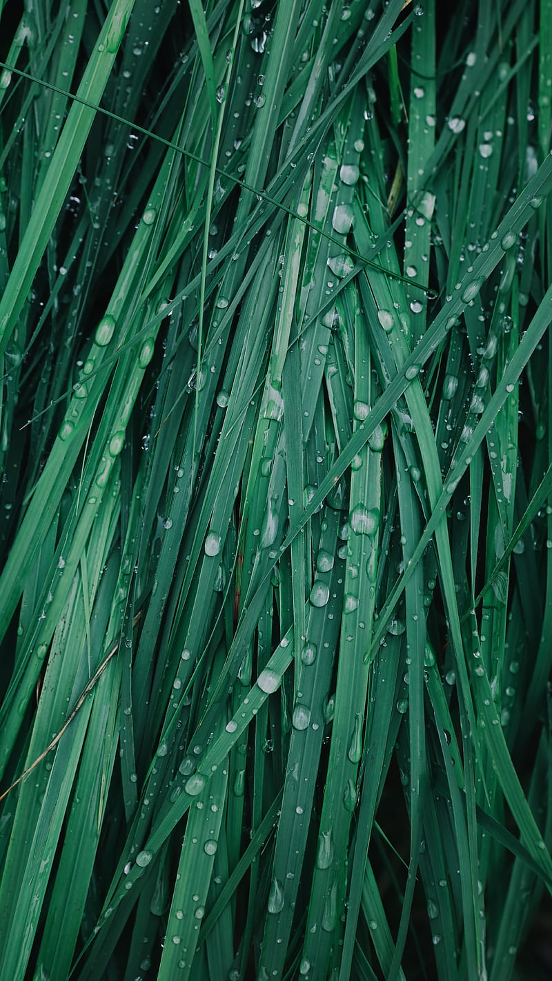 Rain Green Grass , crisp, grass, green, macro, nature, graphy, rain, raindrops, HD phone wallpaper