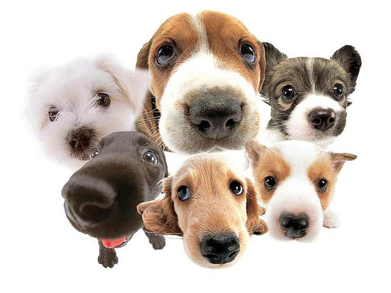 A lot of dogs, heads, collage, puppy, dog, HD wallpaper