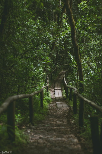 Oculto en el bosque, fantasia, color, forest, vista, HD wallpaper | Peakpx