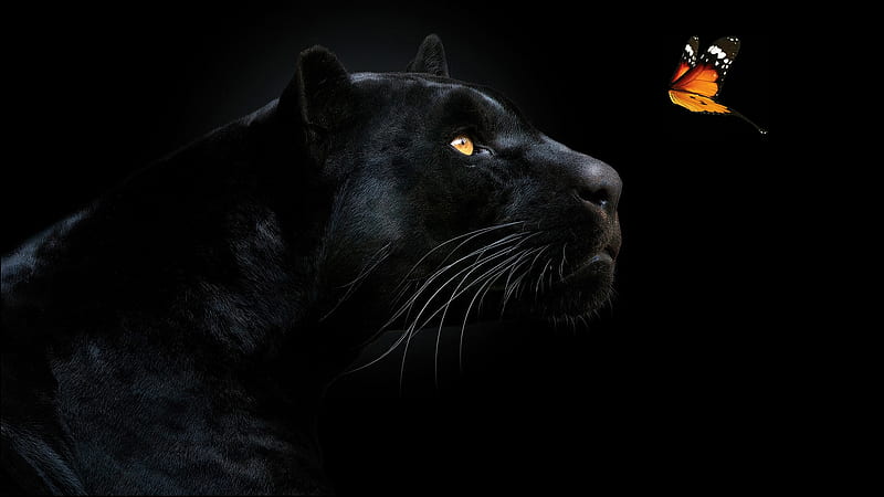 Admiration, black panther, butterfly, black, beauty, wild cat, Firefox Persona theme, HD wallpaper