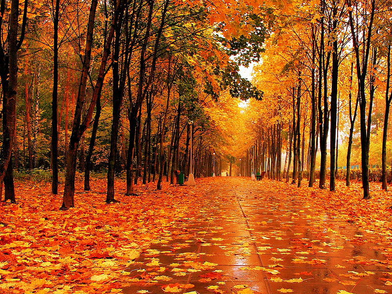 Fall, path, autumn, trees, orange, HD wallpaper | Peakpx