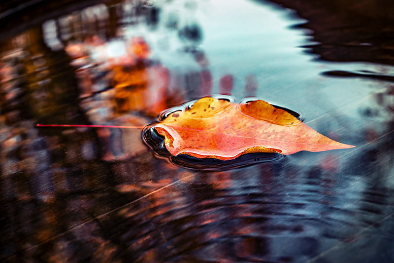 Orange and yellow leaf, HD wallpaper | Peakpx