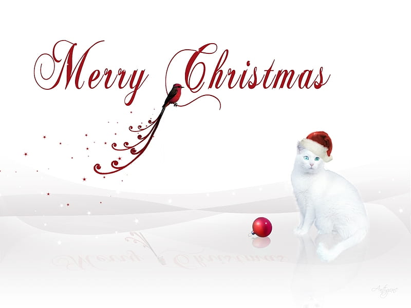 Merry Christmas Kitty, pretty, christmas, cats, kitty, HD wallpaper
