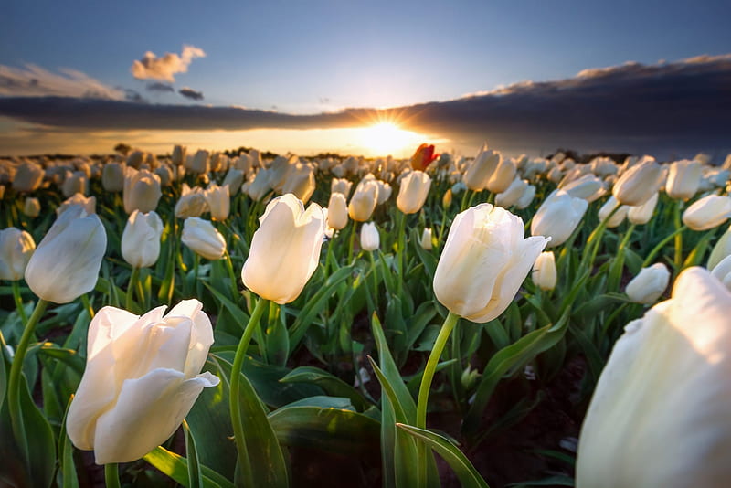 White Tulips, Tulips, Flowers, Holland, Sunset, Field, HD wallpaper